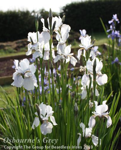 Osborne's Grey 21.5 (0)